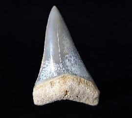 Carcharodon hastalis (AGASSIZ 1838) - Bild © FossNet FossilienStore